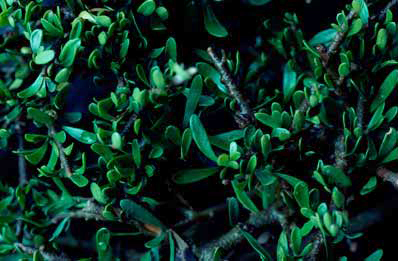 APII jpeg image of Melicytus  © contact APII