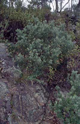 APII jpeg image of Grevillea lanigera  © contact APII