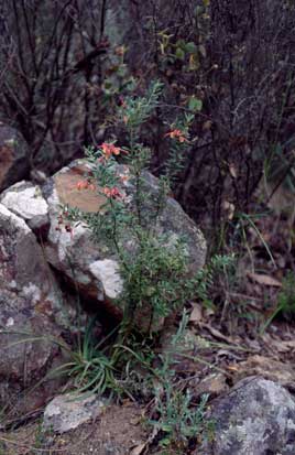 APII jpeg image of Grevillea lanigera  © contact APII