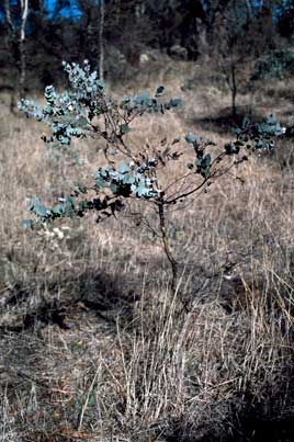 APII jpeg image of Eucalyptus bridgesiana  © contact APII