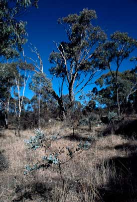 APII jpeg image of Eucalyptus bridgesiana  © contact APII