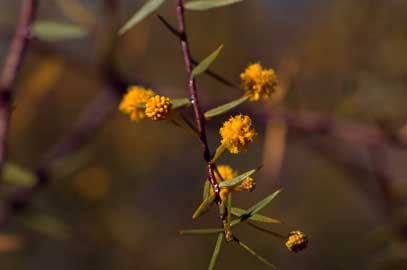 APII jpeg image of Acacia maitlandii  © contact APII