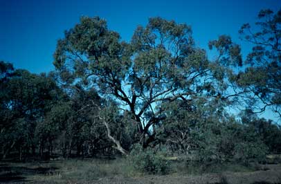 APII jpeg image of Eucalyptus largiflorens  © contact APII