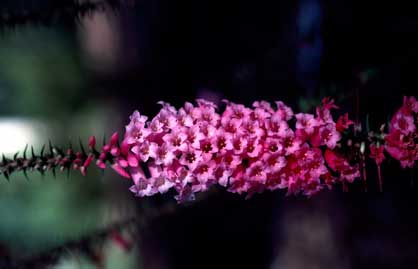 APII jpeg image of Epacris impressa  © contact APII