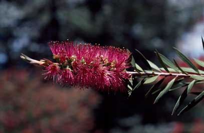 APII jpeg image of Callistemon megalongensis  © contact APII