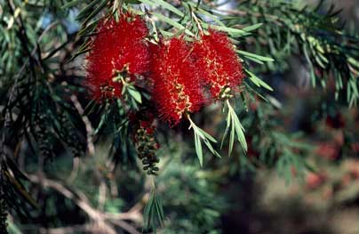 APII jpeg image of Callistemon viminalis  © contact APII