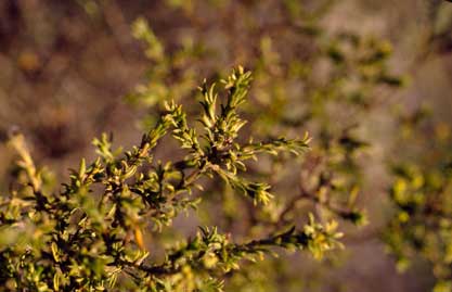 APII jpeg image of Pultenaea campbellii  © contact APII