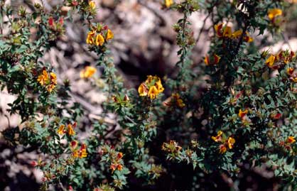 APII jpeg image of Pultenaea costata  © contact APII