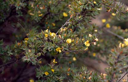 APII jpeg image of Pultenaea involucrata  © contact APII