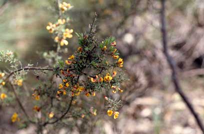 APII jpeg image of Pultenaea mollis x hispidula  © contact APII