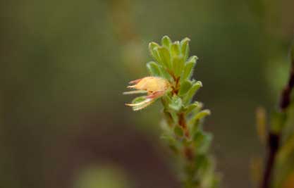 APII jpeg image of Pultenaea rostrata  © contact APII