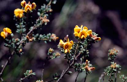 APII jpeg image of Pultenaea scabra  © contact APII