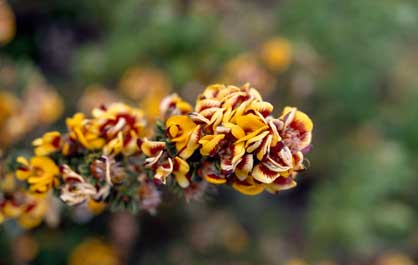 APII jpeg image of Pultenaea stricta  © contact APII