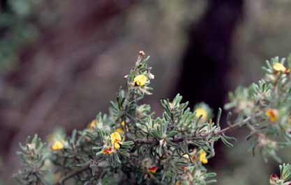 APII jpeg image of Pultenaea tenuifolia  © contact APII