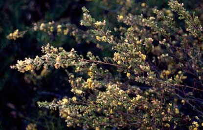 APII jpeg image of Pultenaea viscidula  © contact APII