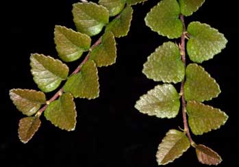 APII jpeg image of Nothofagus cunninghamii  © contact APII