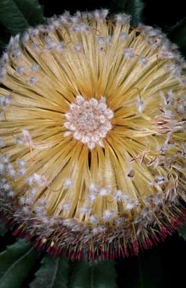 APII jpeg image of Banksia ornata  © contact APII