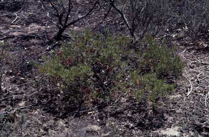 APII jpeg image of Grevillea molyneuxii  © contact APII