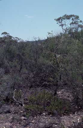 APII jpeg image of Grevillea molyneuxii  © contact APII