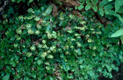 APII jpeg image of Marchantia foliacea  © contact APII