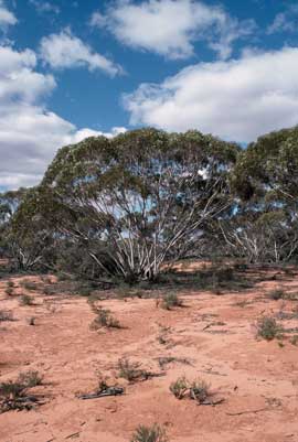 APII jpeg image of Eucalyptus oleosa subsp. oleosa  © contact APII