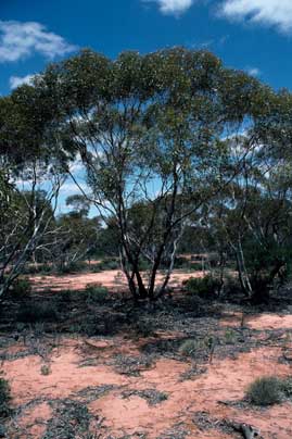 APII jpeg image of Eucalyptus gracilis  © contact APII