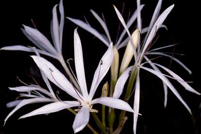 APII jpeg image of Crinum angustifolium  © contact APII