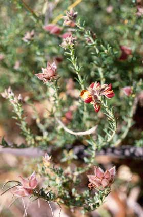 APII jpeg image of Oxylobium pulteneae  © contact APII