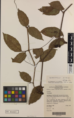 APII jpeg image of Tetrastigma nitens  © contact APII