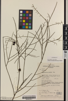 APII jpeg image of Leptomeria acida  © contact APII