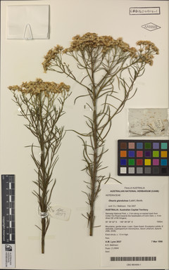 APII jpeg image of Olearia glandulosa  © contact APII