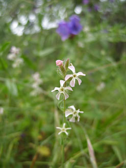 APII jpeg image of Silene gallica var. gallica  © contact APII