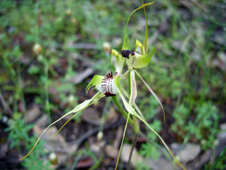 APII jpeg image of Caladenia tentaculata  © contact APII