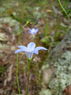 APII jpeg image of Wahlenbergia stricta  © contact APII