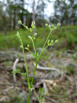 APII jpeg image of Daucus glochidiatus  © contact APII