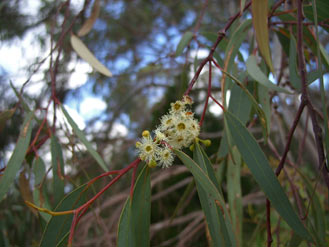 APII jpeg image of Eucalyptus rossii  © contact APII