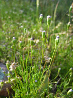 APII jpeg image of Vittadinia muelleri  © contact APII