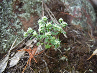 APII jpeg image of Poranthera microphylla  © contact APII