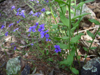 APII jpeg image of Dampiera lanceolata  © contact APII