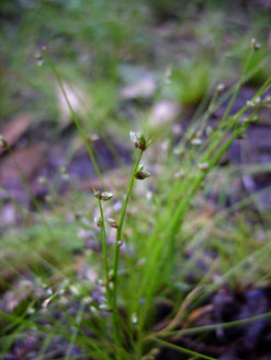 APII jpeg image of Isolepis hookeriana  © contact APII