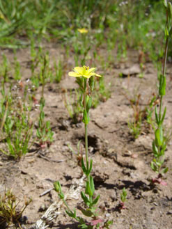 APII jpeg image of Hypericum gramineum  © contact APII