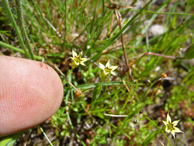 APII jpeg image of Sisyrinchium rosulatum  © contact APII