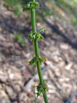 APII jpeg image of Rumex brownii  © contact APII