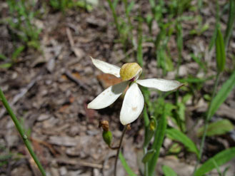 APII jpeg image of Caladenia cucullata  © contact APII