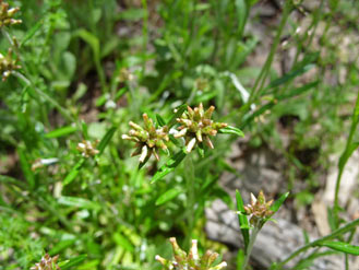 APII jpeg image of Euchiton japonicus  © contact APII