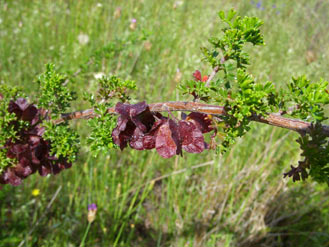 APII jpeg image of Dodonaea boroniifolia  © contact APII