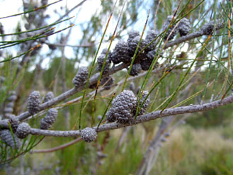 APII jpeg image of Allocasuarina diminuta  © contact APII