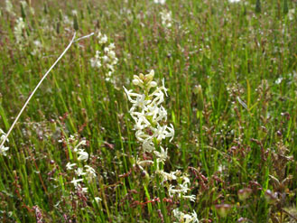 APII jpeg image of Stackhousia monogyna  © contact APII