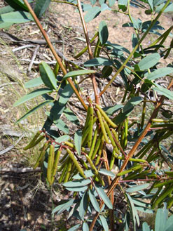 APII jpeg image of Indigofera australis subsp. australis  © contact APII