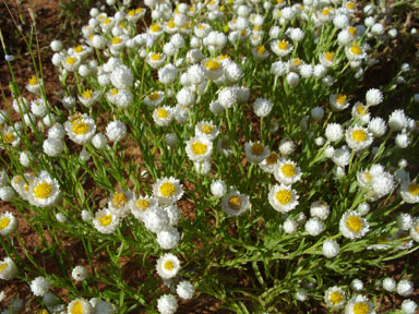 APII jpeg image of Rhodanthe floribunda  © contact APII